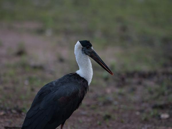 <h3><a href="/trips/srilanka/biota/animalia/chordata/aves/014 ciconiiformes/001 ciconiidae/ciconia episcopus/ciconia episcopus-nl.html">Ciconia&nbsp;episcopus</a> / Woolly‑necked&nbsp;stork / Bisschopsooievaar</h3>NIKON D500 met AF-S Nikkor 300mm f/2.8G IF-ED VR II, 1/2500 sec  bij F2.8, ISO 800, afstand 11.8&nbsp;m